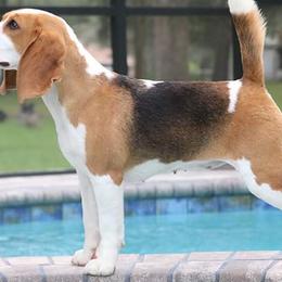 Beagles from BEARs Beagles
