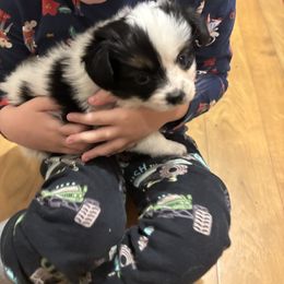 Dolly - White black and tan female Papillon puppy in Spartanburg, South Carolina from Sassy Pap Farms