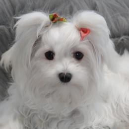 Havanese, Havapoos, Maltese, and Maltipoos from Denise Clark