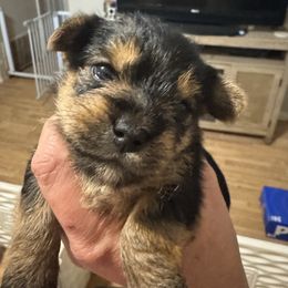 Tiny traditional girl - Blue and gold female Yorkshire Terrier puppy in Milton, Florida from Sassenach Yorkie Kennels