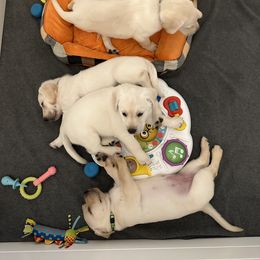 Labrador Retriever Puppies from Lucy’s Labradors
