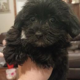 Purple baby boy - Black and white male Shorkie puppy in Chipley, Florida from Relentless Homestead