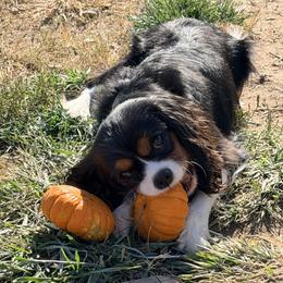 Delilah - Cavalier King Charles Spaniel
