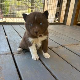 Pink - Red and white female Siberian Husky puppy in Jonesborough, Tennessee from Dry Creek Siberians