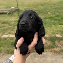 Homer - Black male Dachshund puppy in Troup, Texas from East Texas Dachshunds