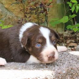 Beetle - Red tri-color female Australian Shepherd puppy in Macon, Georgia from Shaina’s Shepherds