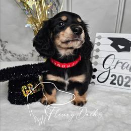 OG1-1 (Red collar) - Black and cream male Dachshund puppy in Martin City, Montana from FleuryDachs