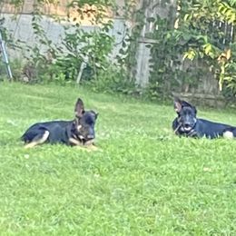 German Shepherd Puppies from Bartlett's German Shepherds