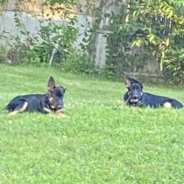 German Shepherd Puppies from Bartlett's German Shepherds