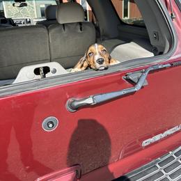 Basset Hound Puppies from Dretzka’s Blessed Basset Hounds