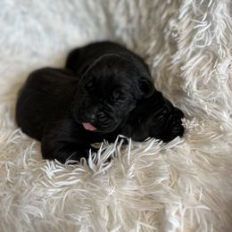 Cane Corso Puppies from The Dorado Ranch