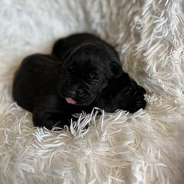 Cane Corso Puppies from The Dorado Ranch