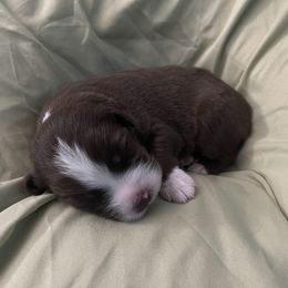 Australian Shepherd Puppies from Forgotten Coast Australian Shepherds