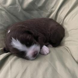 Australian Shepherd Puppies from Forgotten Coast Australian Shepherds