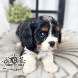Cavalier King Charles Spaniel Puppies from Country Pups Cavaliers