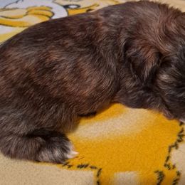 Shih Tzu Puppies from N.F.S.T Imperial ShihTzu Puppies.