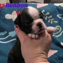 Bonbon - Black and white female Boston Terrier puppy in Columbus, Ohio from Bryn's AKC Bostons