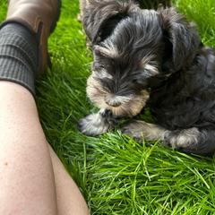 Boy 1 - Black and silver Miniature Schnauzer puppy in Bellville, Ohio from Lynn's Charming Schnauzers