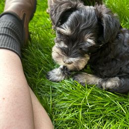 Boy 1 - Black and silver Miniature Schnauzer puppy in Bellville, Ohio from Lynn's Charming Schnauzers