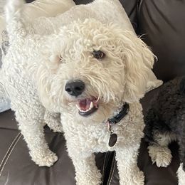 Honey - Poodle