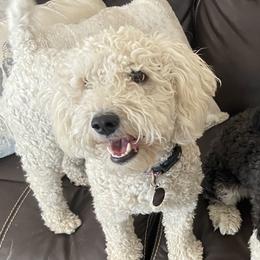 Honey - Poodle