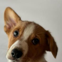 Pembroke Welsh Corgis from Hallin’ Corgis