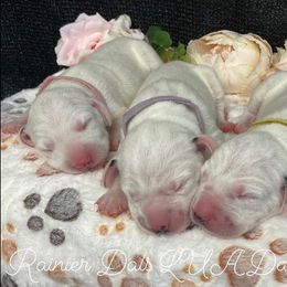 Dalmatian Puppies from Rainier DALS LUA Dalmatians