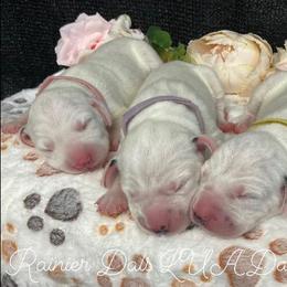 Dalmatian Puppies from Rainier DALS LUA Dalmatians
