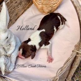 Holland - Tri-Roan male English Springer Spaniel puppy in Uvalda, Georgia from Willow Creek Farms