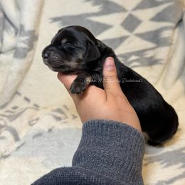 Sally - Black and cream female Dachshund puppy in Ceres, California from Rockin' M’s LilBitty Dachshunds (LBD)