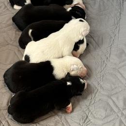Border Collie puppies from Hidden Creek