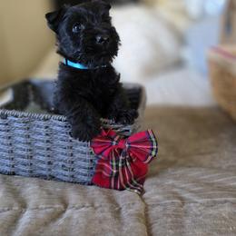 Sold...... Blue Collar Male - Black male Scottish Terrier puppy in Eva, Alabama from Schulte's  Scottish Terriers