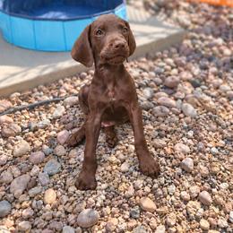 Copper Solid Liver - Liver male German Shorthaired Pointer puppy in Banning, California from ⭐🦆 So Cal on Point GSP'S🇺🇲🇩🇪 lg