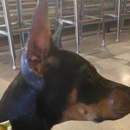 Doberman Pinschers from Pageo Dobermans