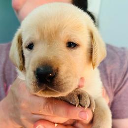 Forest - Yellow male Labrador Retriever puppy in Rock Hill, South Carolina from North Star Retrievers