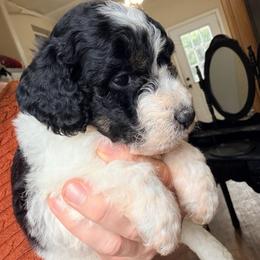 Blythe (2,600) - Black and white male Bernedoodle puppy in Grandview, Texas from Big Sky Bernedoodles