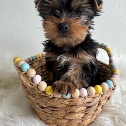 Rolo - Black and tan male Yorkshire Terrier puppy in Mukilteo, Washington from Yorkiecharm