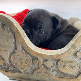 Carmen - Brindle and white female French Bulldog puppy in Vancouver, Washington from Leash Candy Frenchies