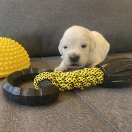 Mr Yellow - 16 days old - Golden Retriever puppy from Golden State Goldens