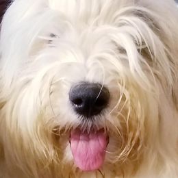 Lexie - Old English Sheepdog