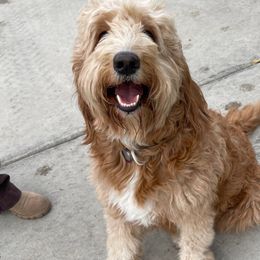 Hazel - Goldendoodle