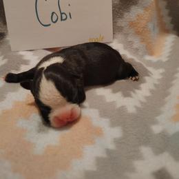Cobi - Black and white male Boston Terrier puppy in Headland, Alabama from Crystal Carlisle's Boston Terriers