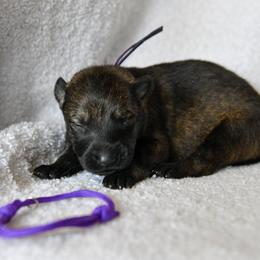 Purple - Sable female German Shepherd puppy in Louisburg, North Carolina from C6 Ranch & Shepherds