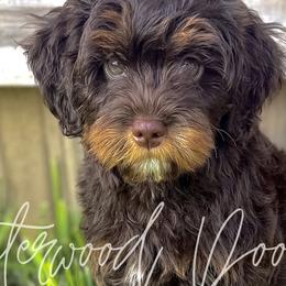 Australian Mountain Doodles, Bernedoodles, and Goldendoodles from Wynterwood Doodles