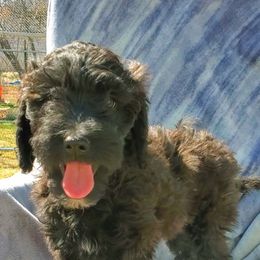 Aussiedoodle Puppies from Color Country Doodles