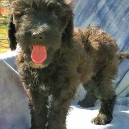 Aussiedoodle Puppies from Color Country Doodles