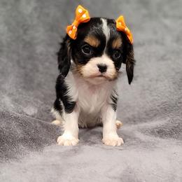 Holly - Tri-color female Cavalier King Charles Spaniel puppy in Romeoville, Illinois from KonopkaKennelsLLC