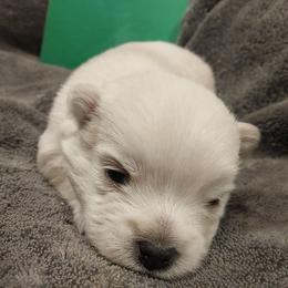 Green boy - White male West Highland White Terrier puppy in Macy, Indiana from Country Grove Breeding LLC