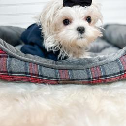 Mal-Shi and Maltese Puppies from Petite Pawz