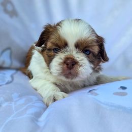 Grover Cleveland - Blue Collar - Gold and white male Shih Tzu puppy in Troy, Ohio from Oodles of Doodles